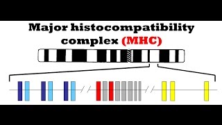 Major histocompatibility complex MHC [upl. by Aihsekat718]