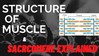 Sarcomere structure explained  Class 11  Structure of muscle fibre  Physiology neet biology [upl. by Maryellen]