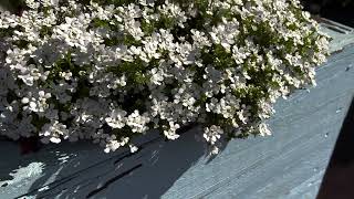 Candytuft Plant Profile [upl. by Henriette]