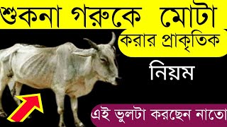 শুকনো গরুকে মোটা করার প্রাকৃতিক পদ্ধতি । গরু মোটা তাজা করার সহজ উপায়  Aminovit এর কাজ [upl. by Bascomb]