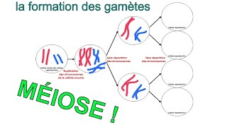 Les secrets de la formation des gamètes ou méiose [upl. by Yellat]