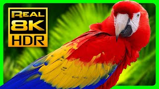 Amazing Macaw Parrots in REAL 8K HDR  Colorful Birds amp Nature Sounds  8K TV Short Demo [upl. by Robenia649]