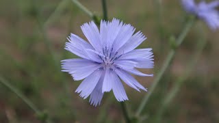 Cichorium intybus  Achicoria de Jardín  Radicheta  Lechuguilla  Planta silvestre  ornamental [upl. by Todd]