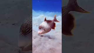 Triggerfish amazing triggerfish marinelife animals cute shorts foryou didyouknow [upl. by Nossah]