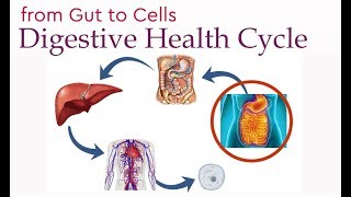 Digestive Health Cycle From Gut to Cells [upl. by Obala310]