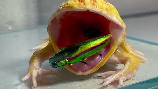 frog swallowing jewels  Pacman frog  African bullfrog【LIVE FEEDING】 [upl. by Airad906]