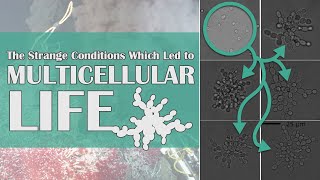 The Strange Conditions Which Led to Multicellular Life [upl. by Hutchings]