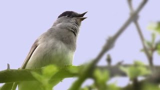 The Song amp Calls of the Blackcap [upl. by Wehttam]