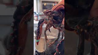 why do lobsters boil alive 🦞 [upl. by Lennor103]