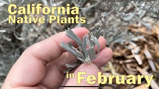 California Native Plants Waking Up in February Native Garden Winter Update  its Almost Spring [upl. by Anaed]