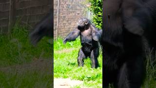 Amazing Chimpanzee Acting Like Human shorts funnyanimals [upl. by Wilek]