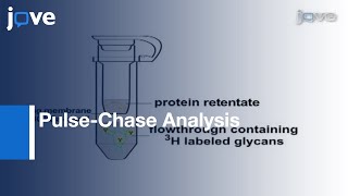 Learn to draw the structure of Glucose Molecule [upl. by Desmund]