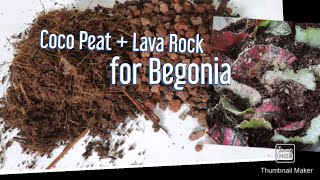 Propagating Begonias in Lava Rock gardening begonia HNTVBAGUIO [upl. by Eornom]