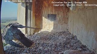 ¡¡¡MARRI VUELVE AL NIDO MARRI COMES BACK TO THE NEST 10122023 Falcon chick comes back nest [upl. by Taub]