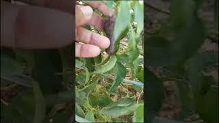 Fire 🔥 Carolina Reaper Harvest Worlds Hottest Pepper carolinareaper hotpeppers gardeningtips [upl. by Niles]