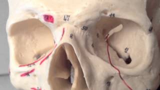 Cranial Nerves 3 of 12 Oculomotor Nerve  Head and Neck Anatomy 101 [upl. by Ellezig]