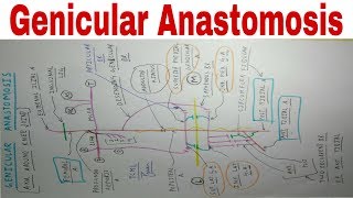 Genicular Anastomosis  Anastomosis Around Knee Joint  Lower Limb Anatomy [upl. by Lempres314]