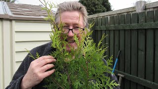 How to plant conifers for a hedge correct spacing and tips [upl. by Allecram]