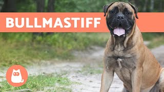 BULLMASTIFF  ALL About This Big Breed [upl. by Katharina]