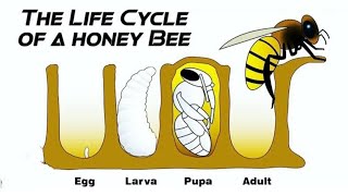 Life cycle of a honey bee and its anatomy [upl. by Airym587]