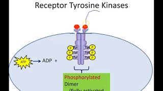 Receptor Tyrosine Kinases Newer Version [upl. by Pascal]