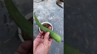 Bougainvillea cuttings planted in sand will take root very quickly [upl. by Gareth]