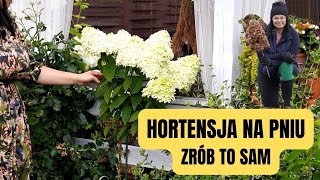 Jak wyprowadzić hortensje NA PNIU Cięcie hortensji bukietowej na pniu [upl. by Nylhtiak]