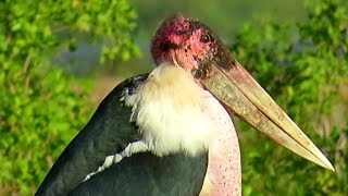 Marabou Stork  Amboseli Kenya [upl. by Ennasor]