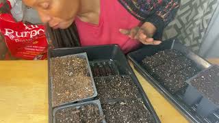 Planting Lesya pepper perennial flowers pumpkin seeds and squash seeds [upl. by Dalli]