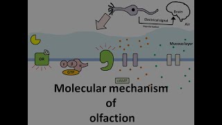 Molecular mechanism of olfaction [upl. by Keiko]