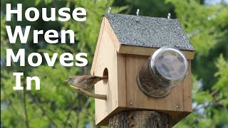 House Wren Building A Nest In Birdhouse [upl. by Lodhia]