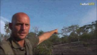 Safari Live  Stefan and the Greater Honeyguide Bird  Amazing  Nov 12 2016 [upl. by Pirali]