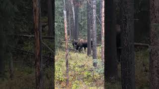 FAMILY OF MOSSE PART 3 wildlife wilderness nature wildanimals naturesounds [upl. by Pigeon853]