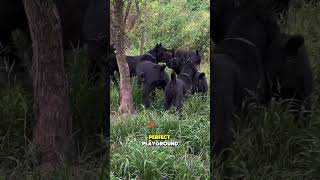 Cane Corso Playtime The Most Energetic Dogs [upl. by Hamer64]