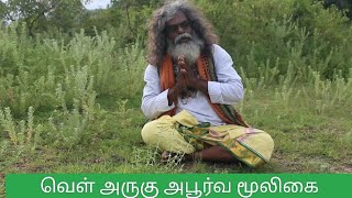 விநாயகருக்கு உகுந்த மூலிகை வெள் அருகு அபூர்வ மூலிகை [upl. by Nirroc300]