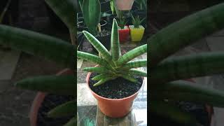 Sansevieria Boncel StarFish [upl. by Rior950]