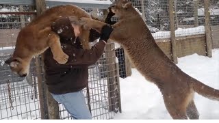 25 SCARY Mountain Lion Encounters Caught on Camera in 20 Minutes  Best of Series [upl. by Pfeifer]