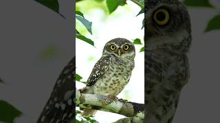 Spotted Owlet birds youtubeshorts wildlife shorts [upl. by Alrahc]