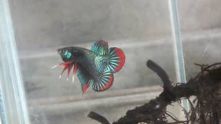 Original Wild Betta Siamorientalis amp Imbellis of Thailand from Chai Betta farm [upl. by Kermit355]