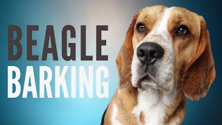 Beagle Barking Sound Effect  6 Minutes [upl. by Ehtyde]