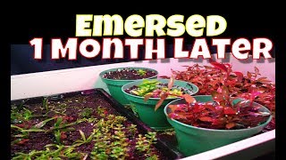 Emersed Aquatic Plant Setup a Month Later [upl. by Lawler158]