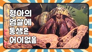 인도 형아와 피피 동생 소라게 hermit crab vlog [upl. by Anadal416]