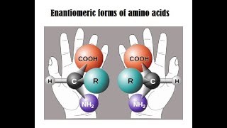 Amino Acids Lecture 1 Amino acids and Enantiomers [upl. by Dnaltiac622]