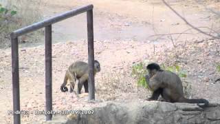 Stone throwing as sexual display by female capuchin monkeys [upl. by Ekyt]