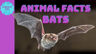 Facts About Bats Do Bats Really Drink Blood [upl. by Hareema]