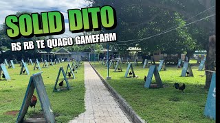 Farm visit sa RS RB Te Quago Gamefarm [upl. by Kal]