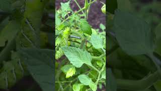 Tomato Hornworm And Parasitic Wasp wolfhillmakers fyp tomato tomatoplants hornworm farm [upl. by Ulrikaumeko]