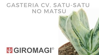 Gasteria cv SatuSatu no Matsu [upl. by Annirok894]