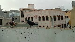 pigeons flying video [upl. by Thissa66]