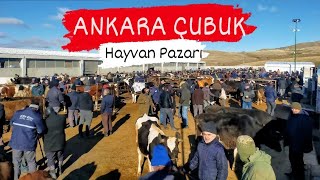 Ankara Çubuk Hayvan Pazarı Tüm Fiyatlar [upl. by Ball]